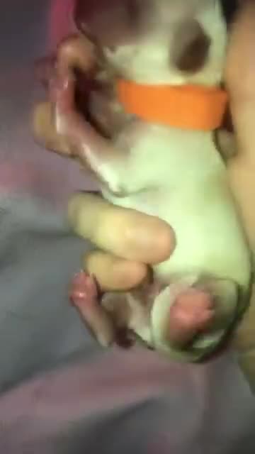 Pomchi dogs for sale: 🐾POMCHI PUPPIES🐾 - Video 4