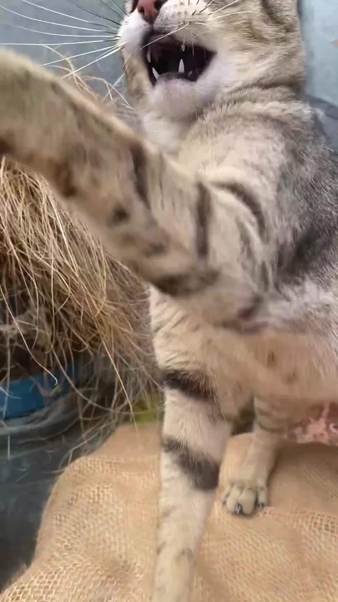 Savannah cats for sale: FULL PEDIGREE SAVANNAH girl KITTEN F5 SBT - Video 1