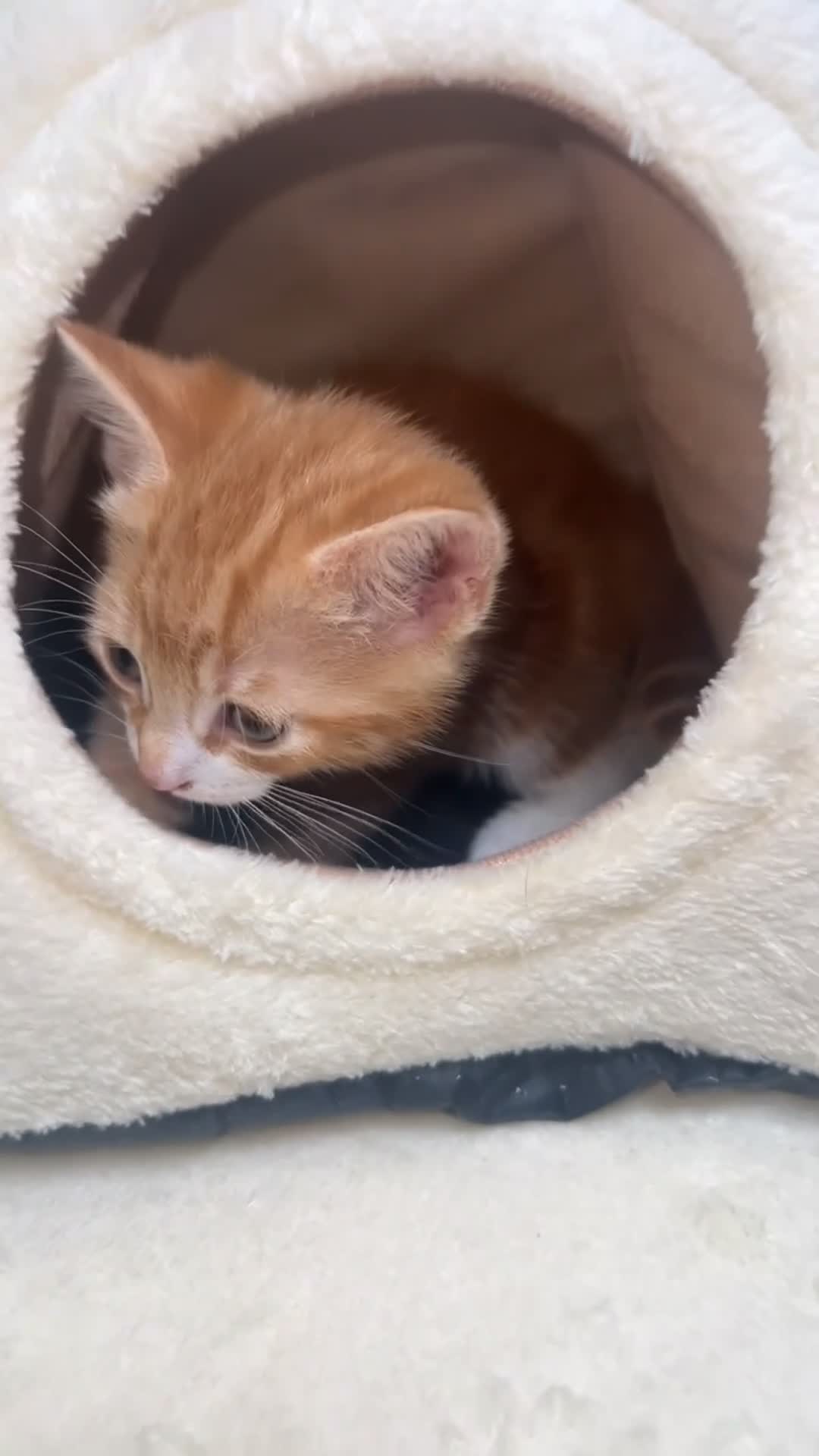 Mixed Breed cats for sale: kittens - Video 4