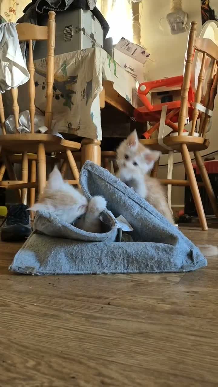 Maine Coon cats for sale: TICA Registered Maine Coons! - Video 1