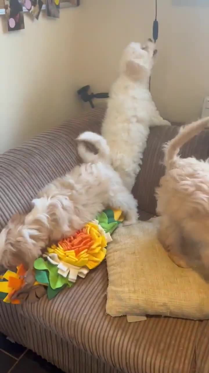 Cavapoo dogs for sale: Beautiful fully DNA tested Cavapoo's  - Video 3