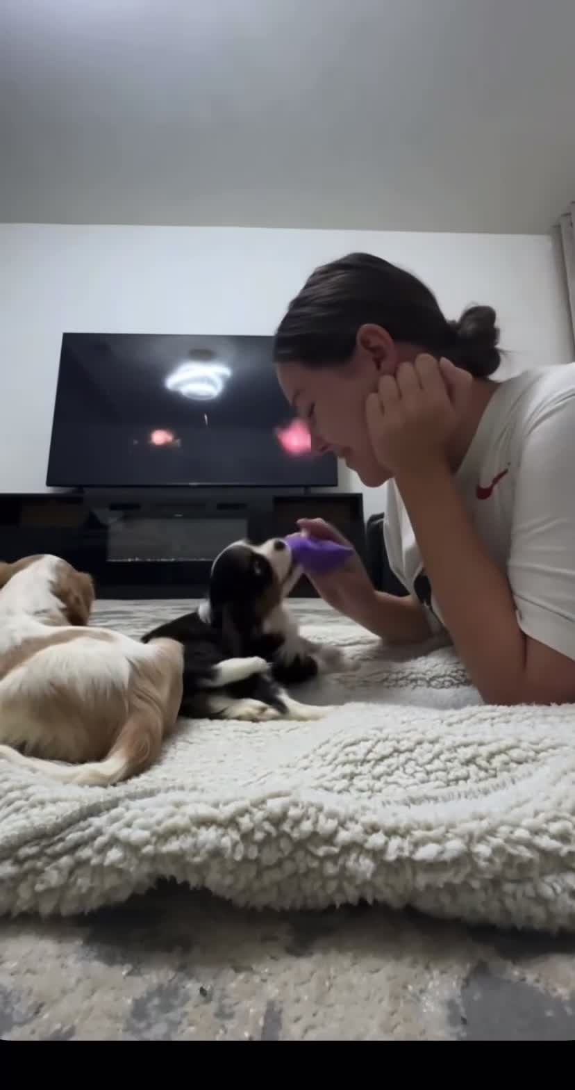 Cavalier King Charles Spaniel dogs for sale: %100 Pure Breed Cavalier King Charles Pups  in Folkestone - Video 2