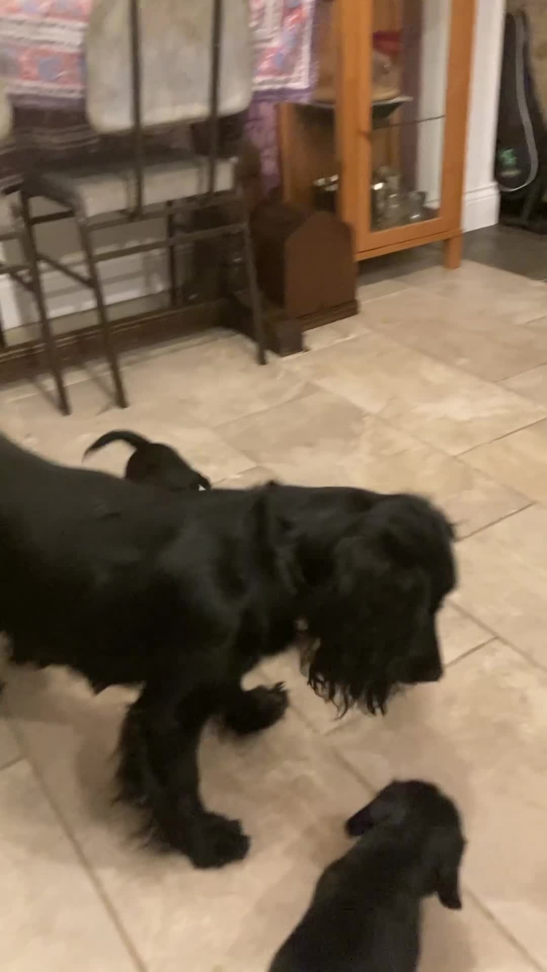 Sprocker dogs for sale: 8 beautiful healthy friendly little Sprocker pups - Video 2