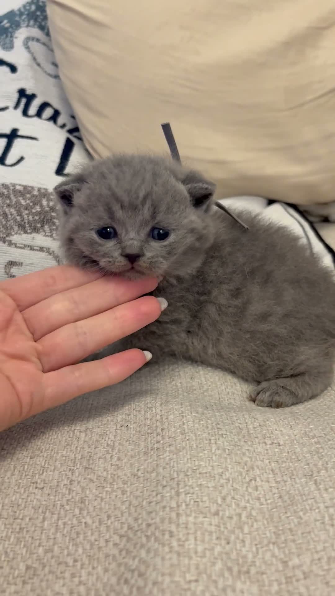 British Shorthair cats for sale: Champ mum and dad. British Blues. Gccf registered - Video 4
