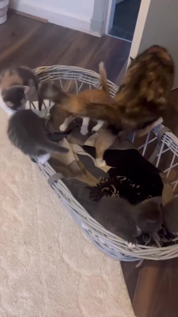 Mixed Breed cats for sale: 5 beautiful tabby kittens  - Video 1