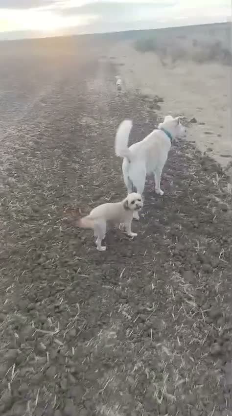 Mixed Breed dogs for adoption: 🍭 LOLLIPOP IS LOOKING FOR HER FOREVER HOME 🍭 - Video 4