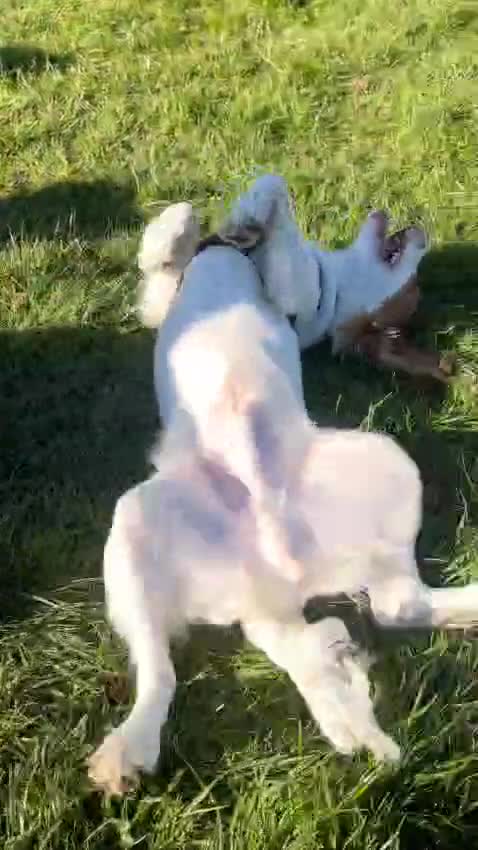 Cocker Spaniel dogs for sale: Hero the spaniel  - Video 1