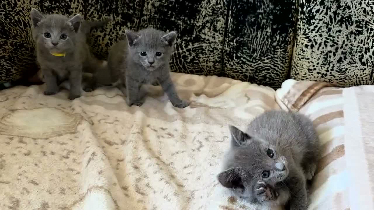 Russian Blue cats for sale: TICA full pedigree RUSSIAN BLUE kittens  - Video 1