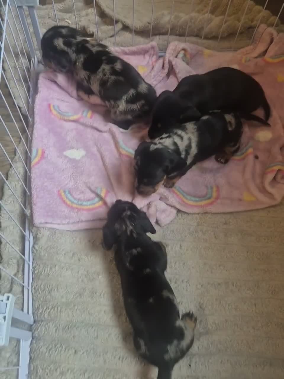 Miniature Dachshund dogs for sale: STUNNING 😍 MINITURE DACHSHUNDS 3 BOYS 1 GIRL  - Video 1