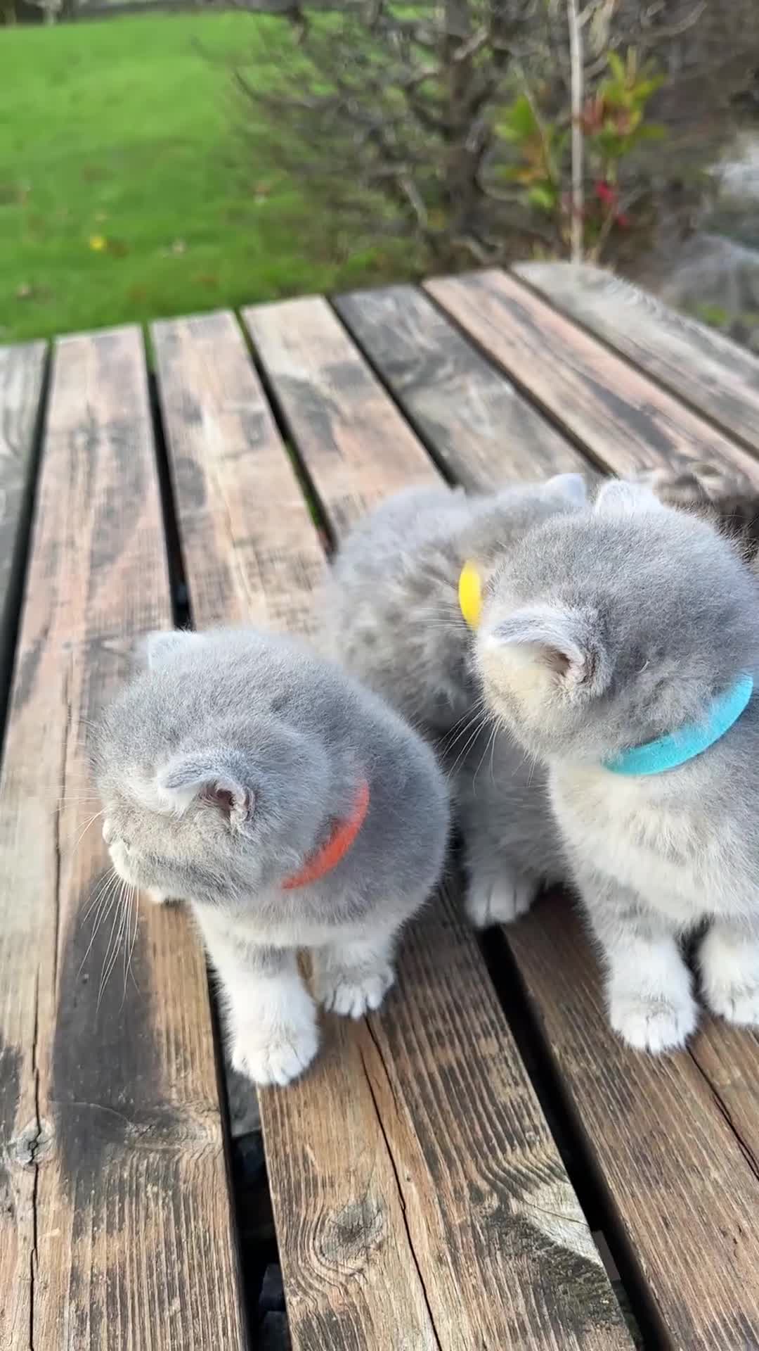 British Shorthair cats for sale: British Shorthair kittens  - Video 2