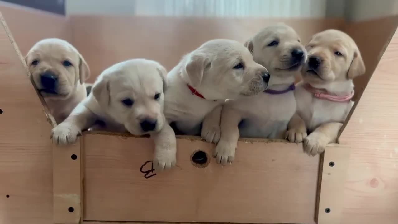 Labrador Retriever dogs for sale: Labrador puppies in Shaftesbury - Video 1