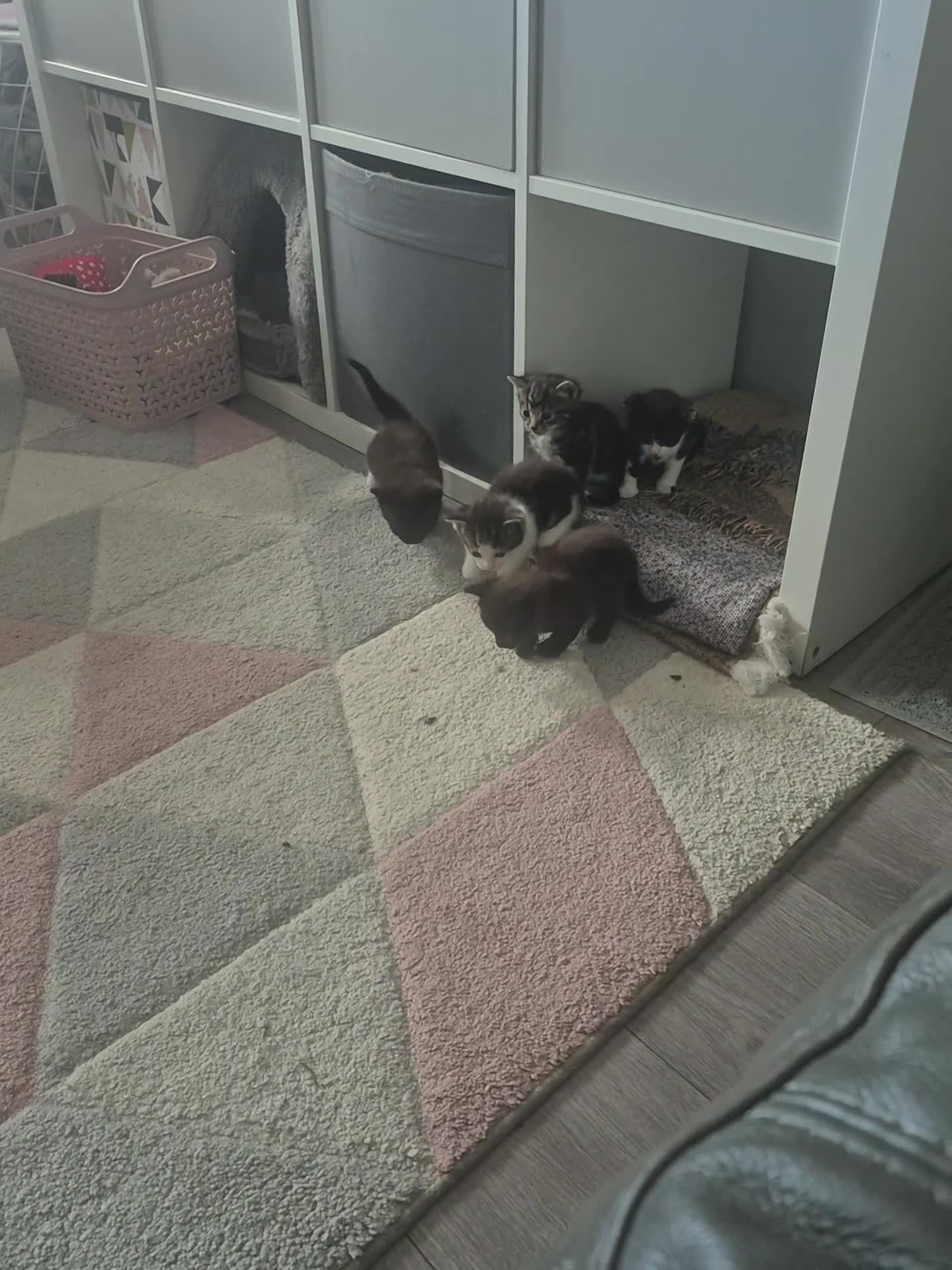 Mixed Breed cats for sale: 5 adorable kittens READY NOW - Video 2