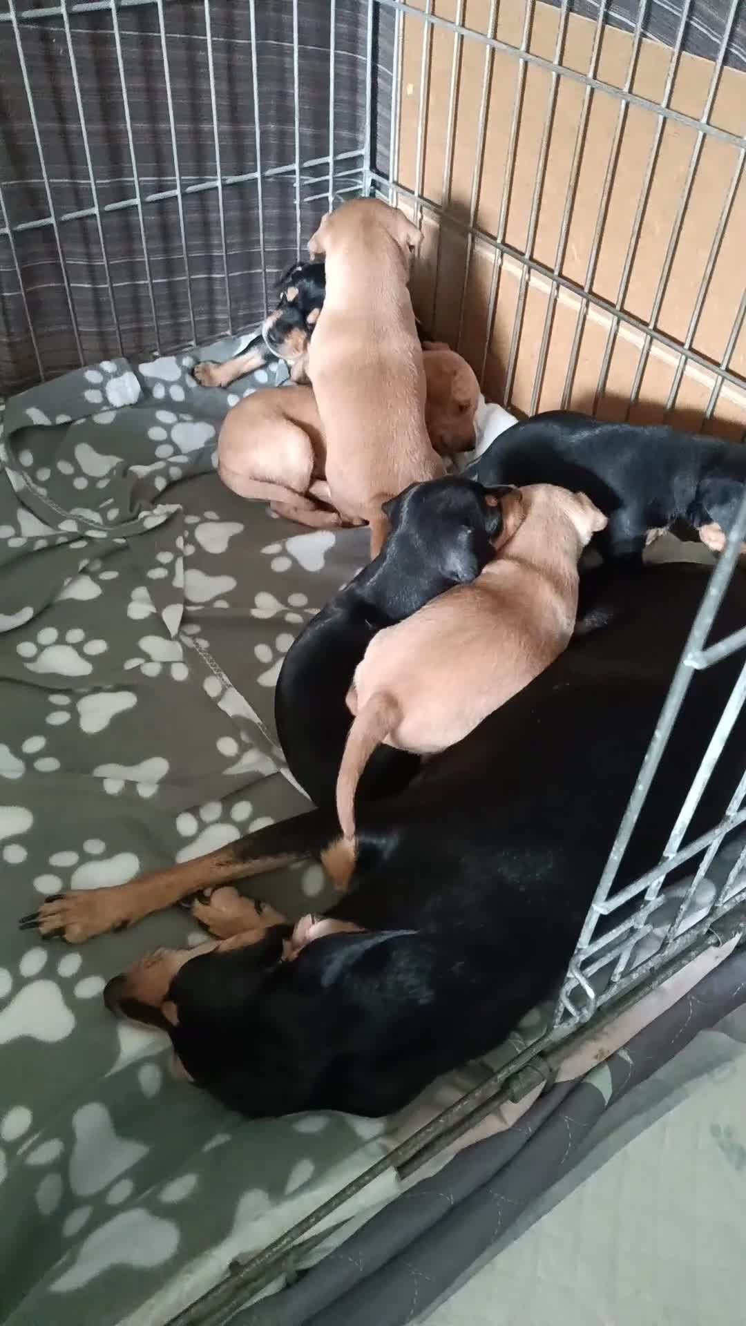 Miniature Pinscher dogs for sale: Miniature Pinscher puppies  - Video 1