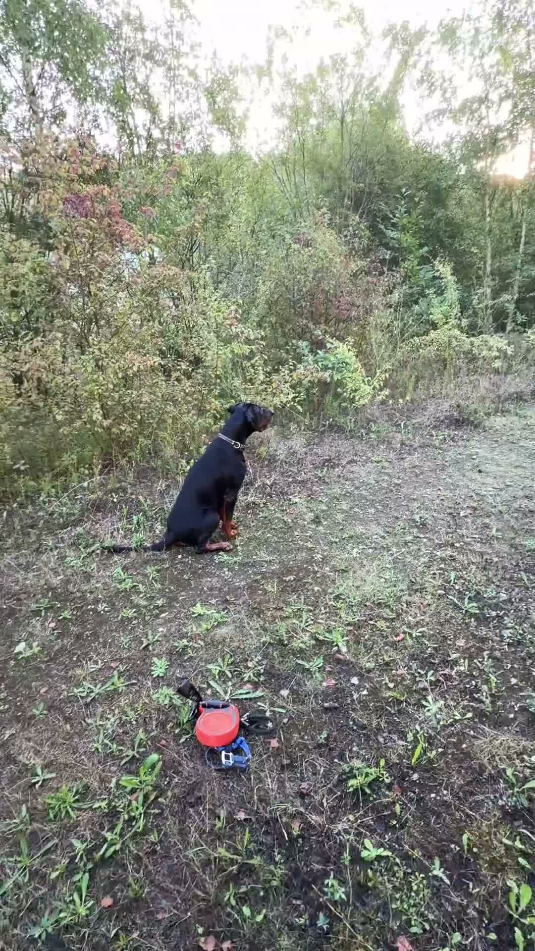 Dobermann dogs for sale: Doberman Caesar in Swanscombe - Video 2