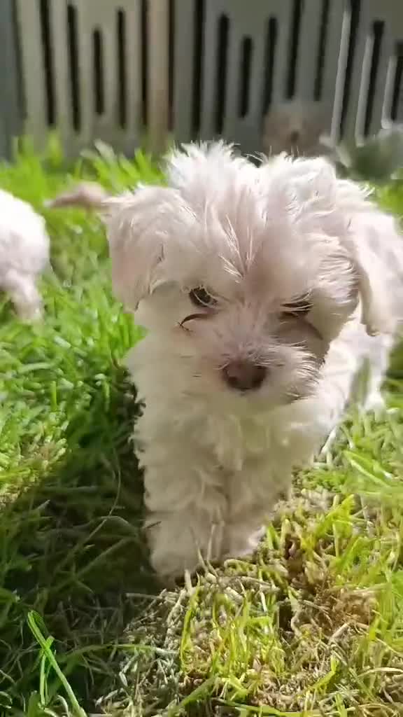 Maltipoo dogs for sale: Maltipoo Puppies READY TO LEAVE  - Video 2