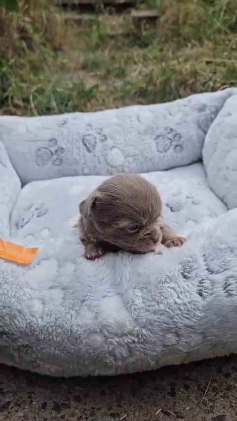 Chihuahua dogs for sale: Tiny KC Reg Lilac chi pups parents DNA Clear  - Video 3