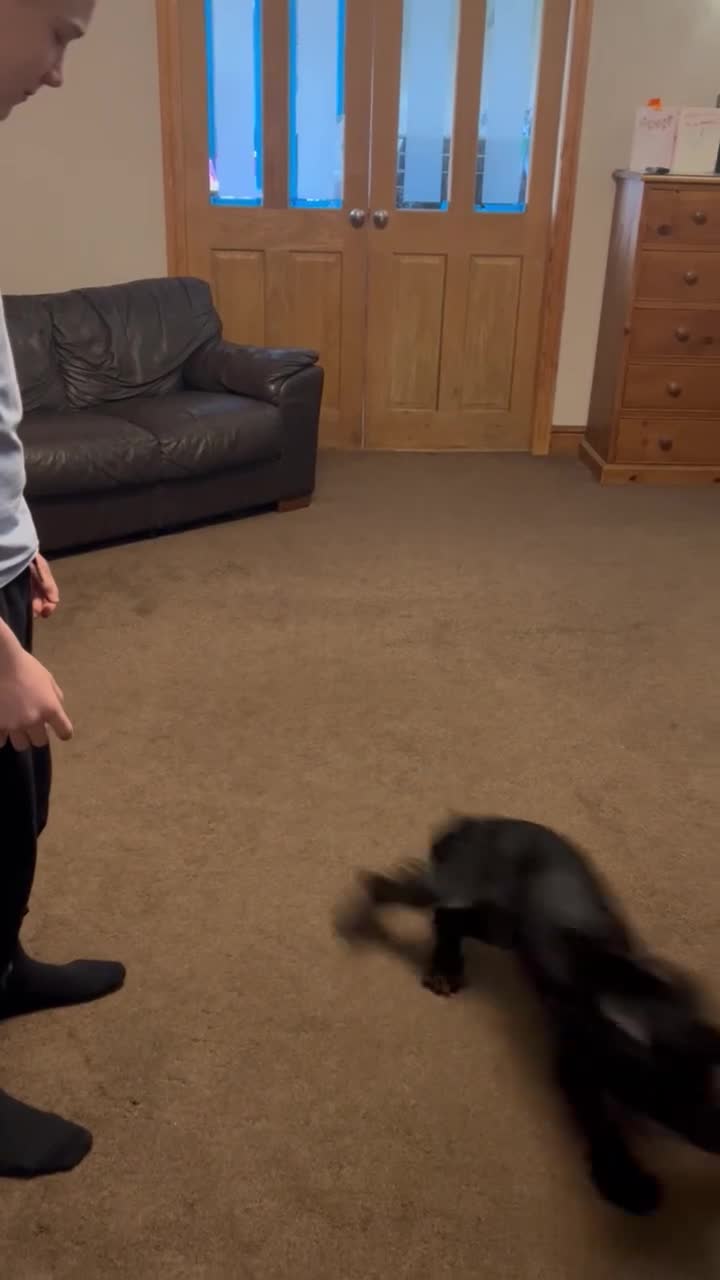 Cocker Spaniel dogs for sale: Lillie- Beautiful 2yr Old Cocker Spanial Girl - Video 1