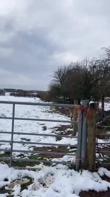 Mixed Breed dogs for stud: Saluki/greyhound. collie/bull greyhound  - Video 2