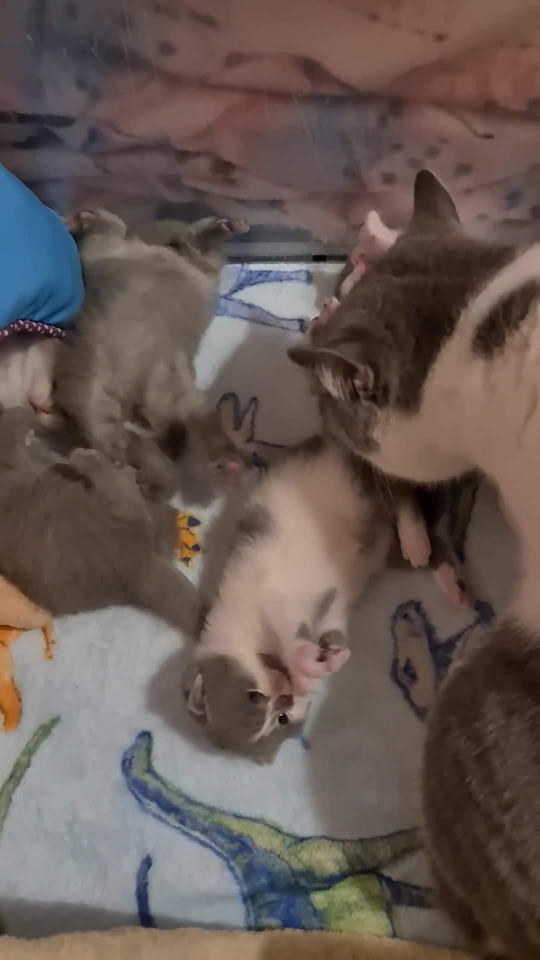 British Shorthair cats for sale: British ShortHair kittens GCCF  - Video 1