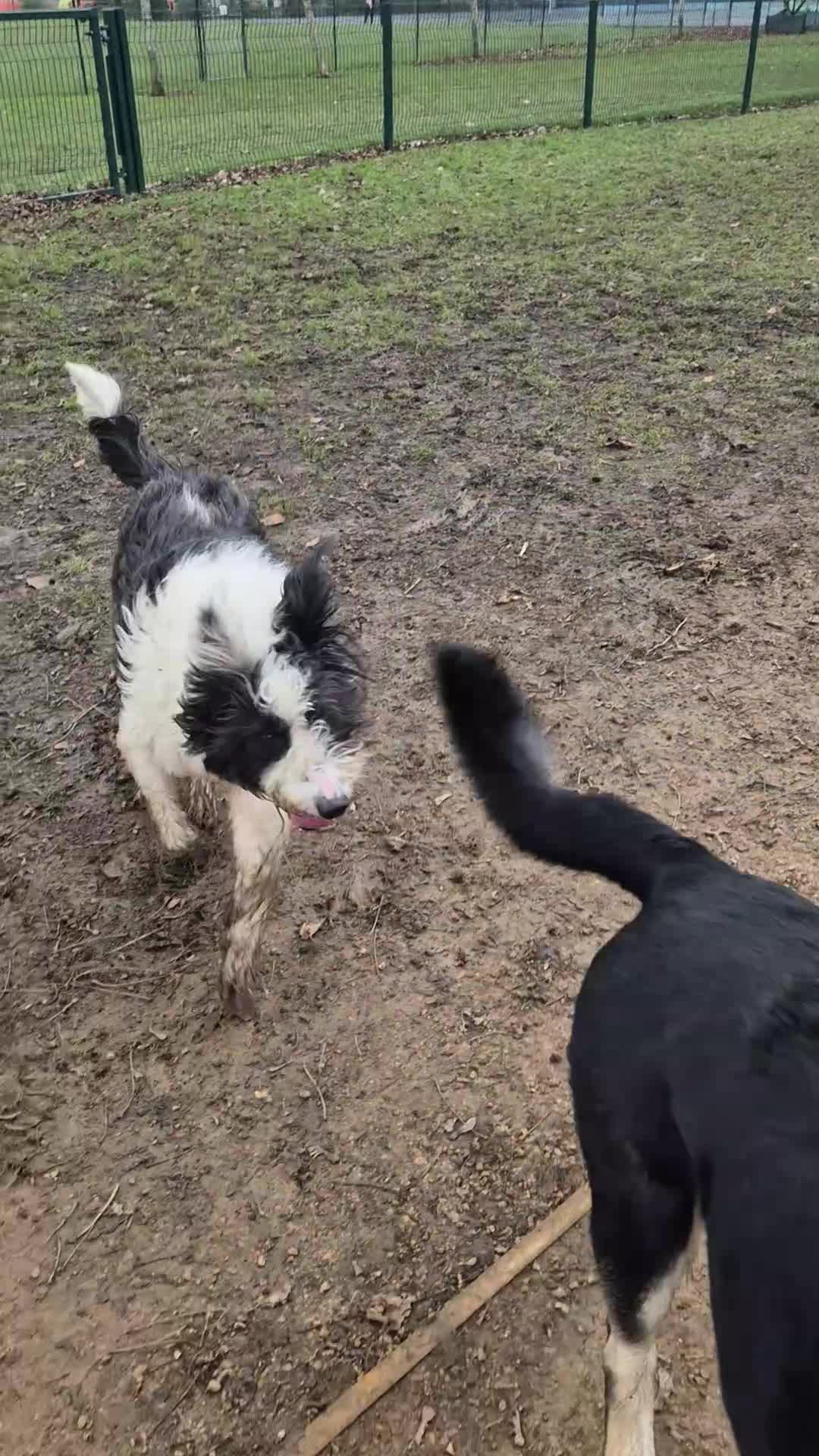 Mixed Breed dogs for sale: With a heavy heart in Market Harborough - Video 1