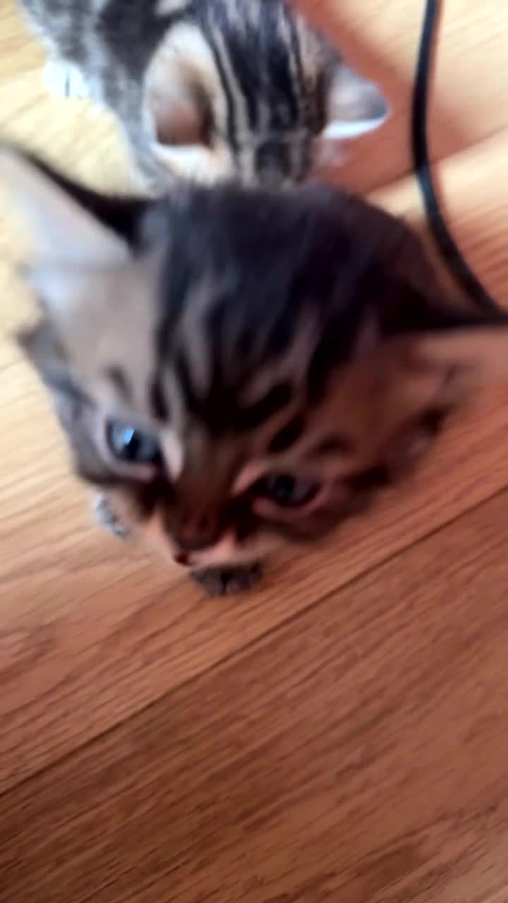 Mixed Breed cats for sale: Beautiful Tabby Kittens Looking for Loving Homes  in Dartford - Video 1