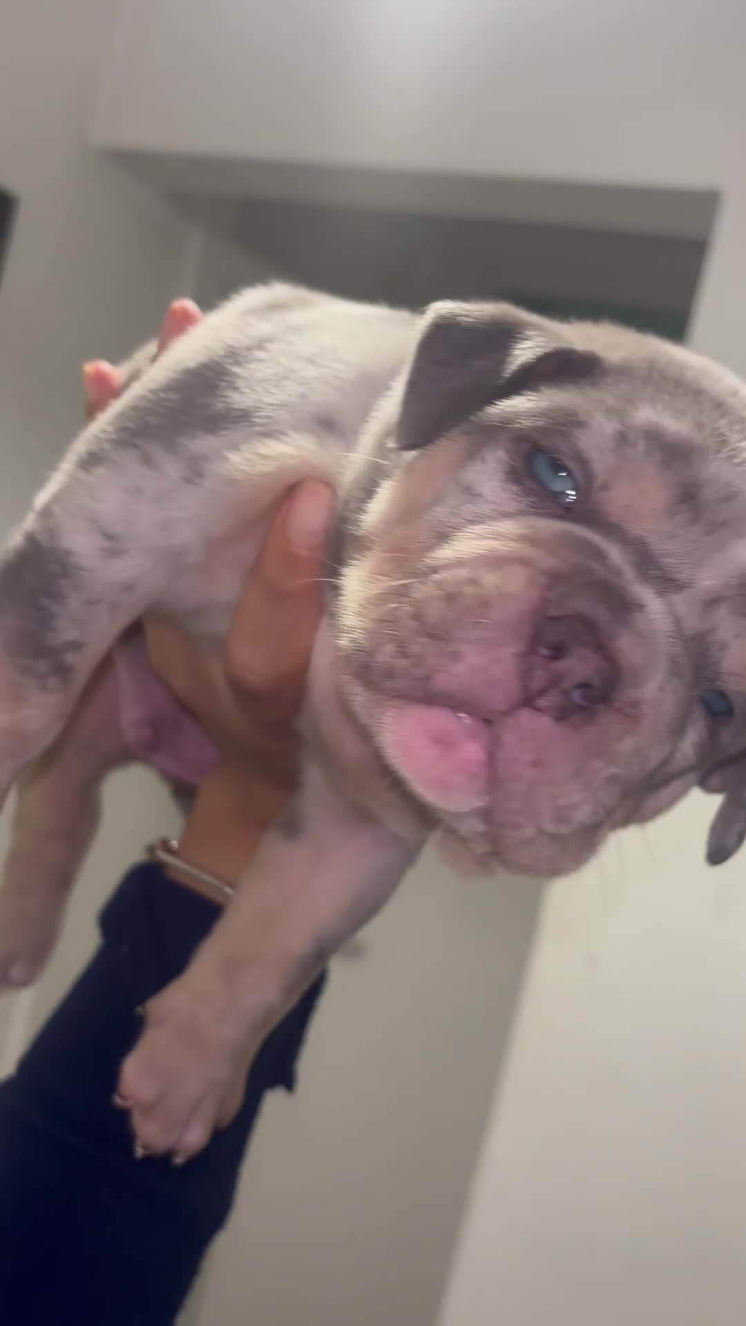 American Bully dogs for sale: Pocket bully puppies  - Video 1