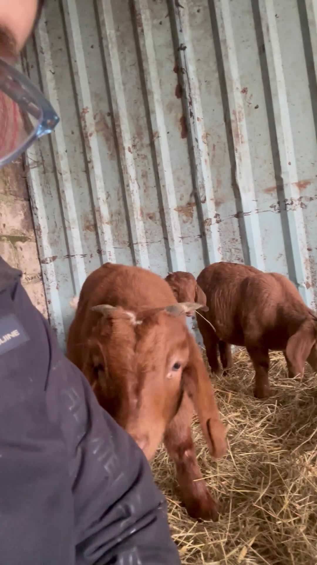 Goats livestock for sale: 2x red and traditional full boer doelings - Video 2