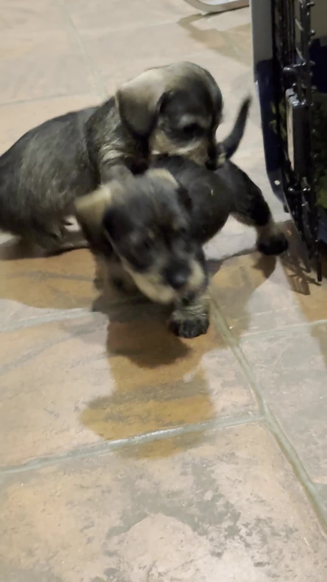 Miniature Dachshund dogs for sale: Mini Wire-haired Dachshunds - Video 2
