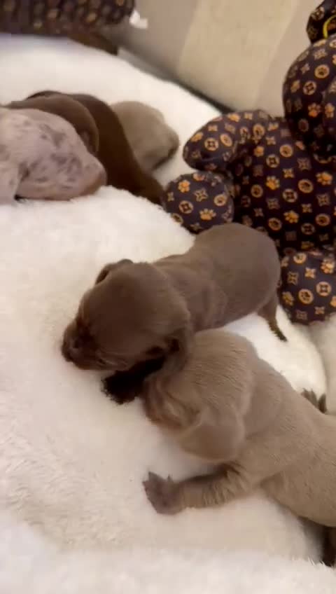 Miniature Dachshund dogs for sale: Miniature Dachshunds  - Video 2