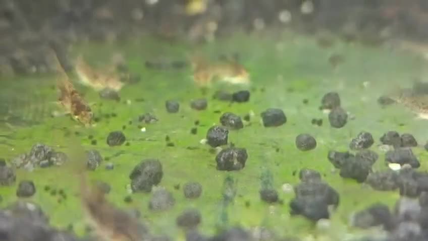 Corys fish for sale: Bronze Corydoras for sale  - Video 1