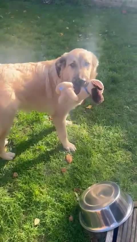 Mixed Breed dogs for adoption: 🐾 WINNIE - a Lovely young Girl, for a Loving Home - Video 5