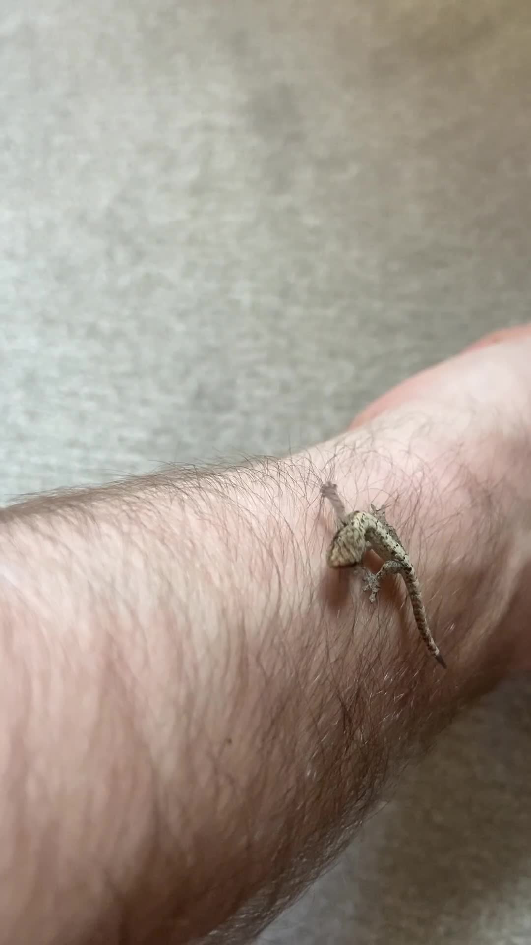 Gecko reptiles for sale: Mourning geckos (+ FREE PLANT CUTTING)   - Video 1
