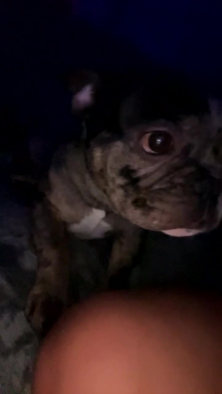 French Bulldog dogs for stud: MERLE & TAN FRENCH BULLDOG STUD - Video 1