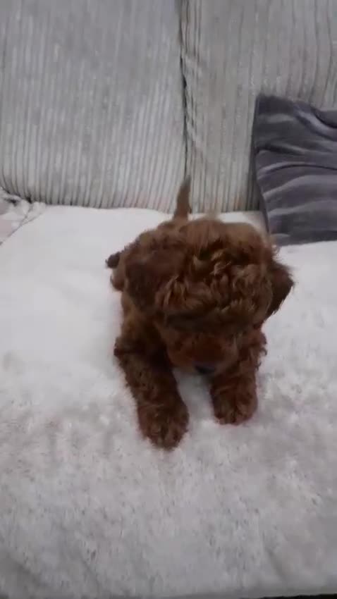 Toy Poodle dogs for sale: KC Registered gorgeous Red Toy Poodle Puppies - Video 1