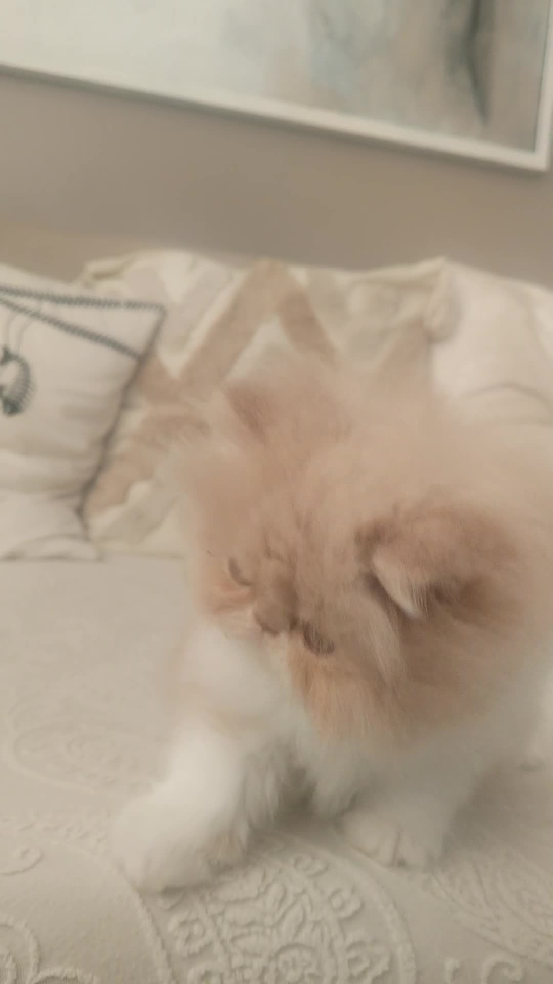 Persian cats for sale: Pure Persian Exotic Kittens/ last one girl  - Video 2