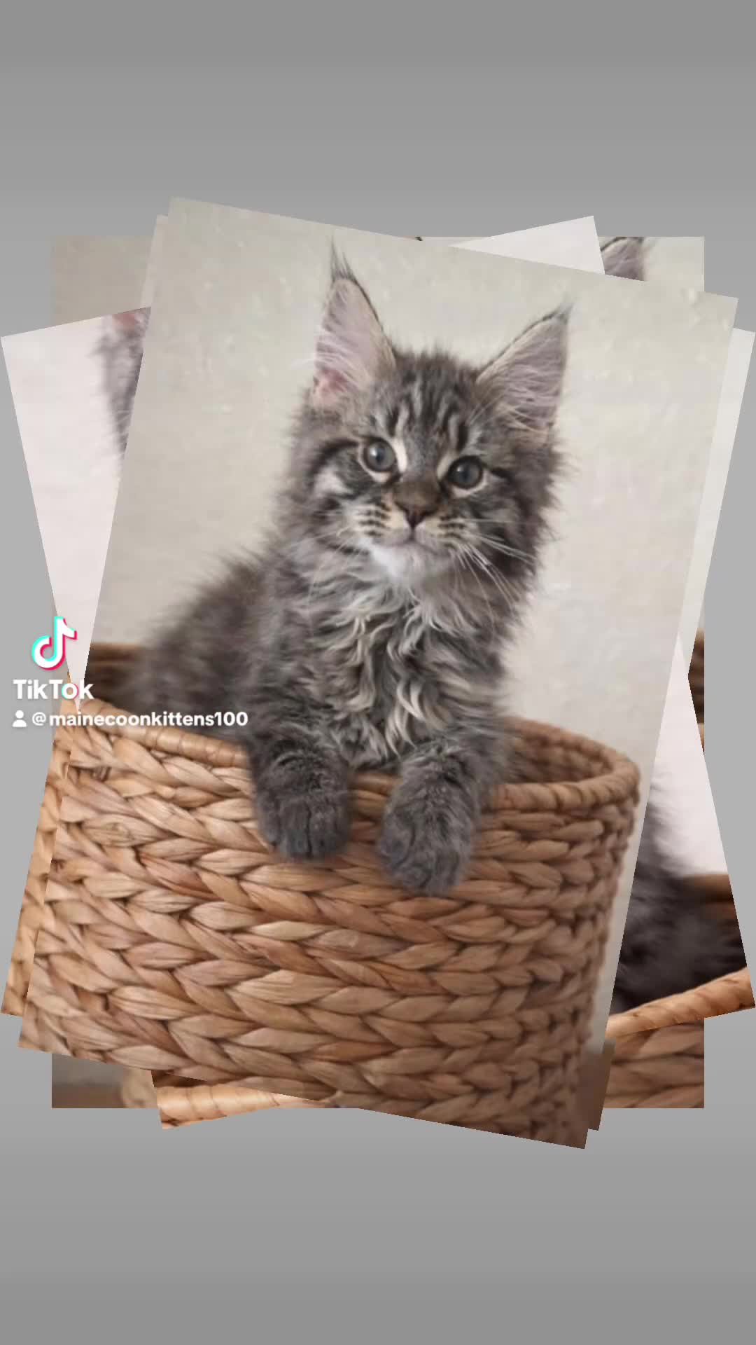 Maine Coon cats for sale: READY TO LEAVE Registered Maine coon kittens  - Video 2