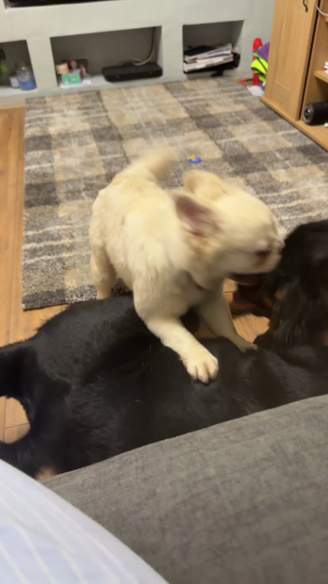 Frug dogs for sale: Rare breed * FLUFFY FRENCH / PUG FOR SALE  - Video 1