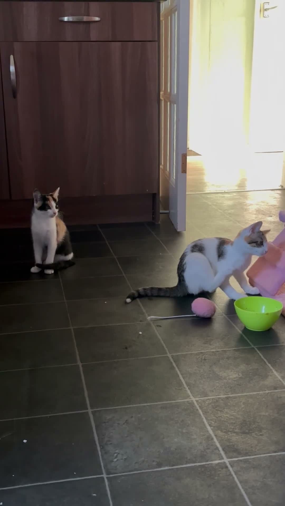 Mixed Breed cats for sale: 🐾 Beautiful young calico girl looking for a home - Video 1