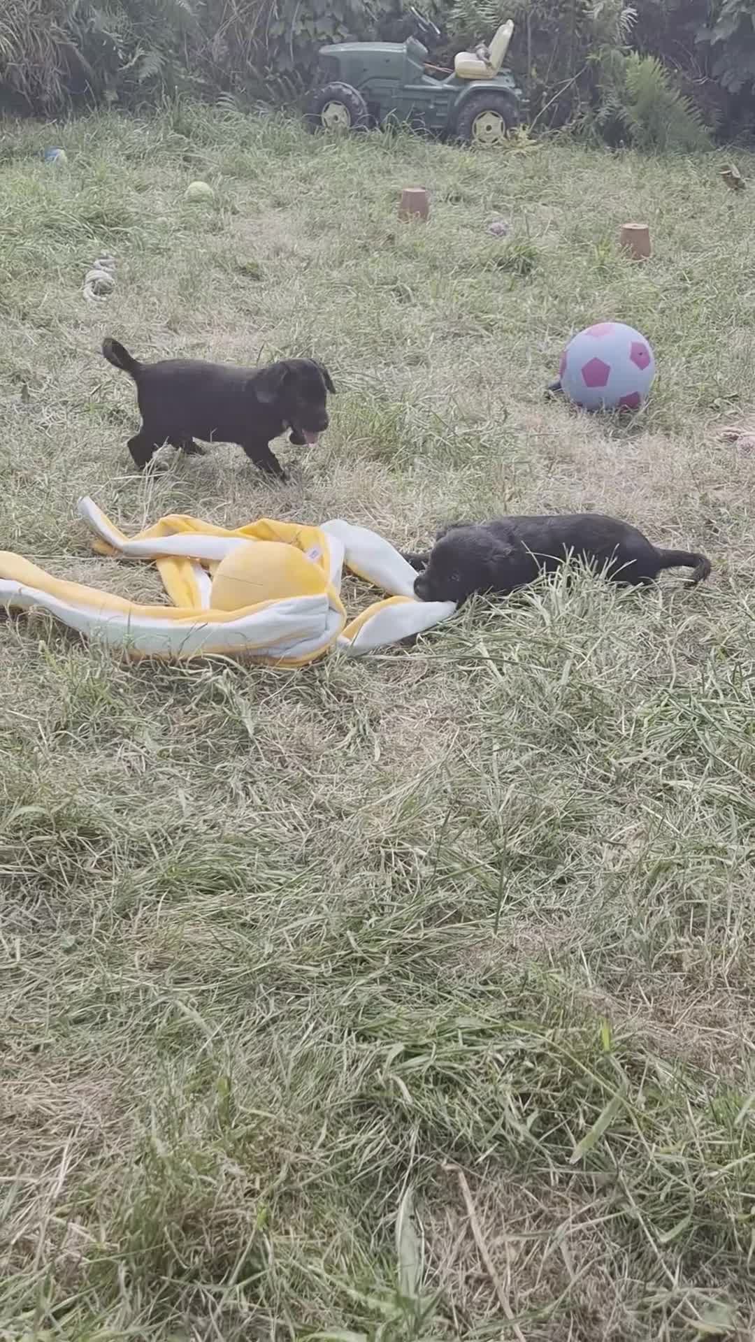 Mixed Breed dogs for sale: Sprollies - Cocker x Collie Puppies - Video 2