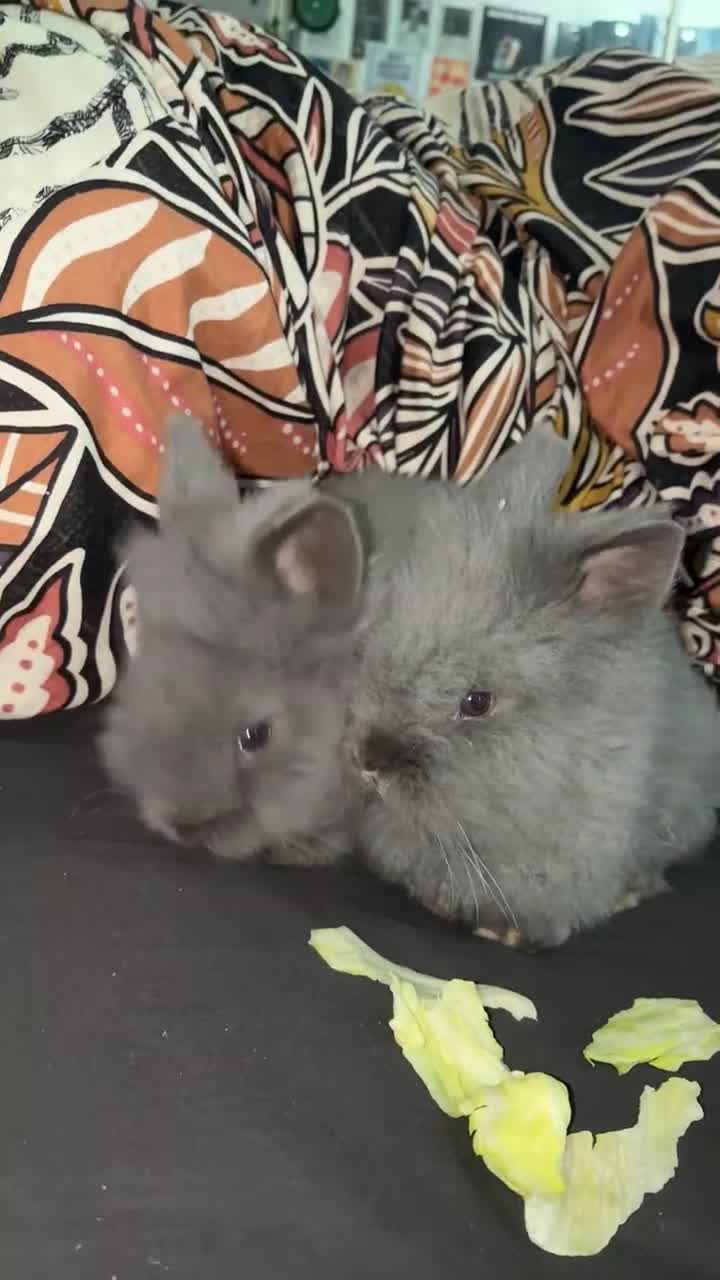 Lionhead rabbits for sale: Two sisters two month oldn in Halifax - Video 1