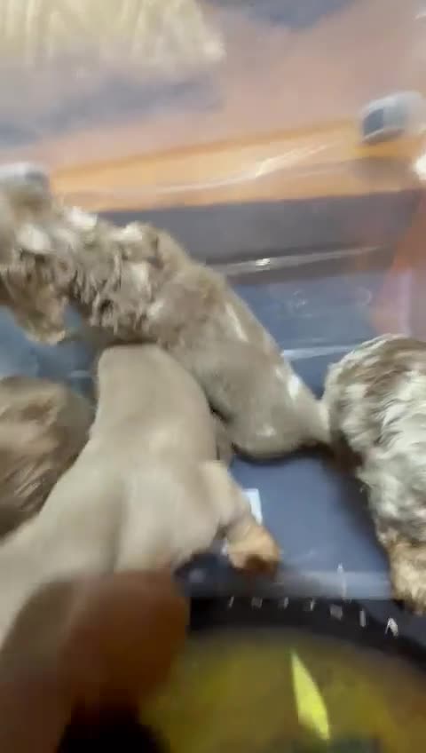 Miniature Dachshund dogs for sale: PRICE DROP 😜⬇️💎RARE BREED🩸DACH PUPS 🐾 💕 - Video 1