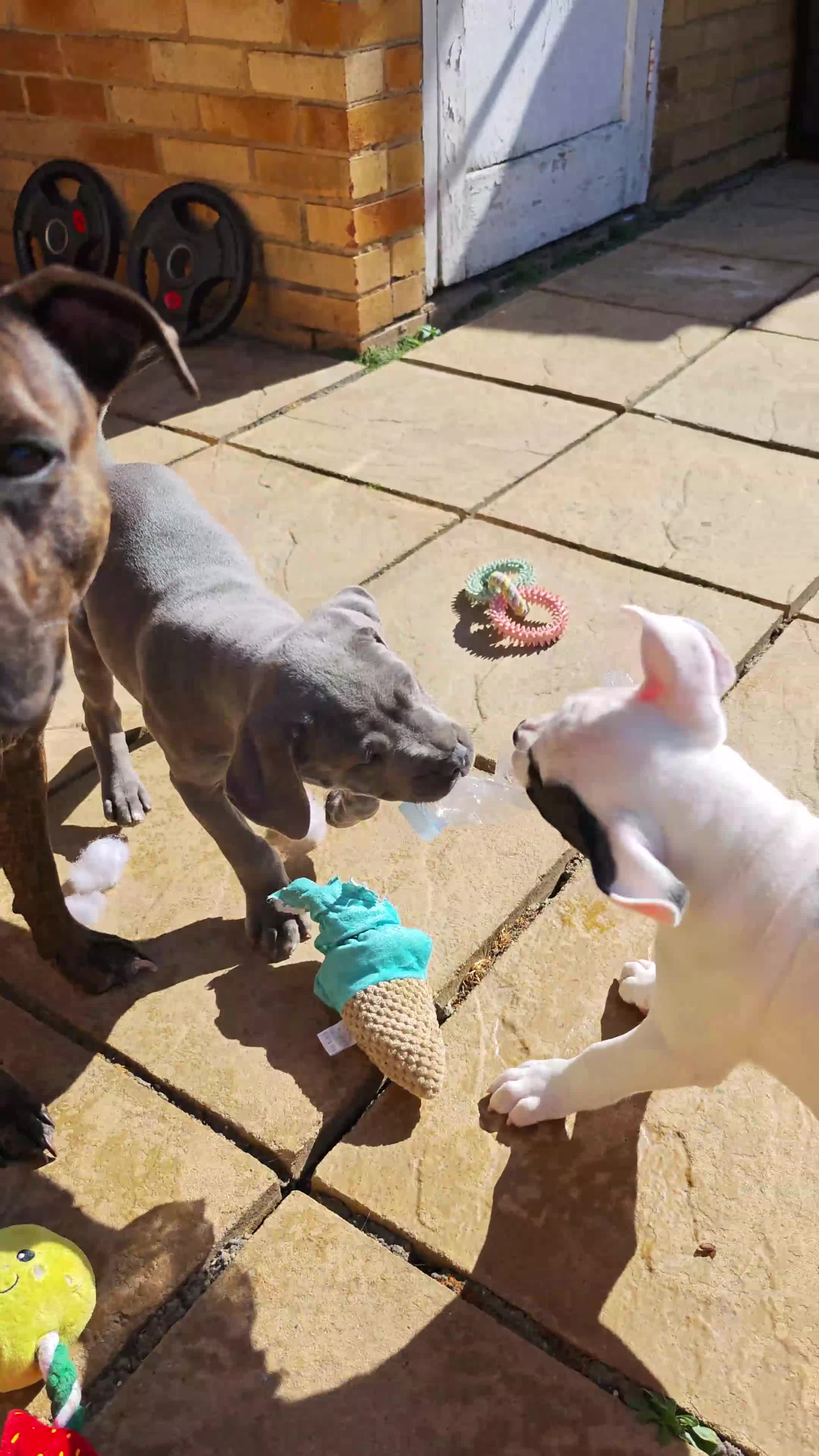 Mixed Breed dogs for sale: Mixed breed puppy Leo - Video 1