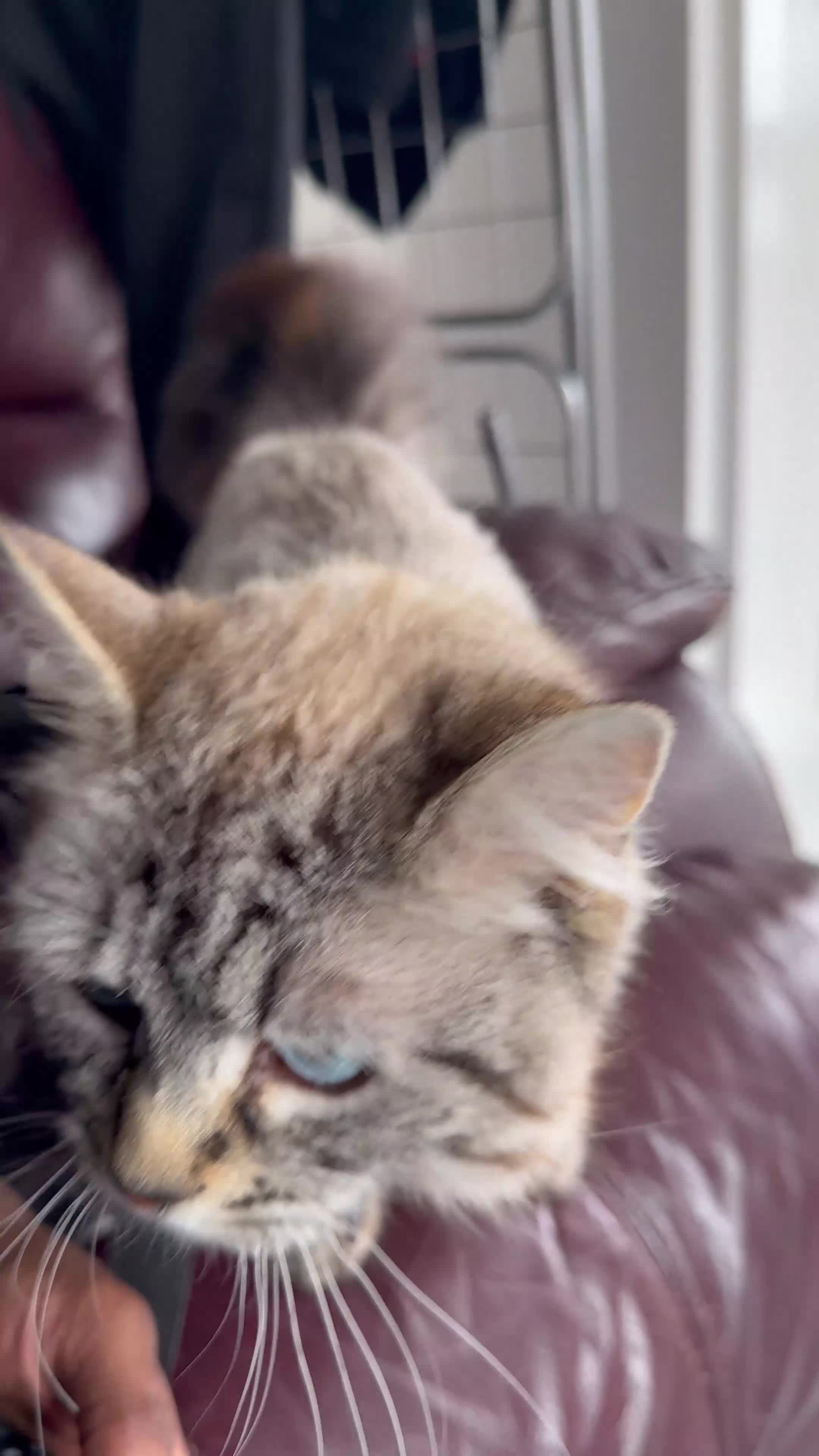 Siberian cats for sale: Lovely 3 Year Old Purebred Siberian Cat For Sale - Video 1