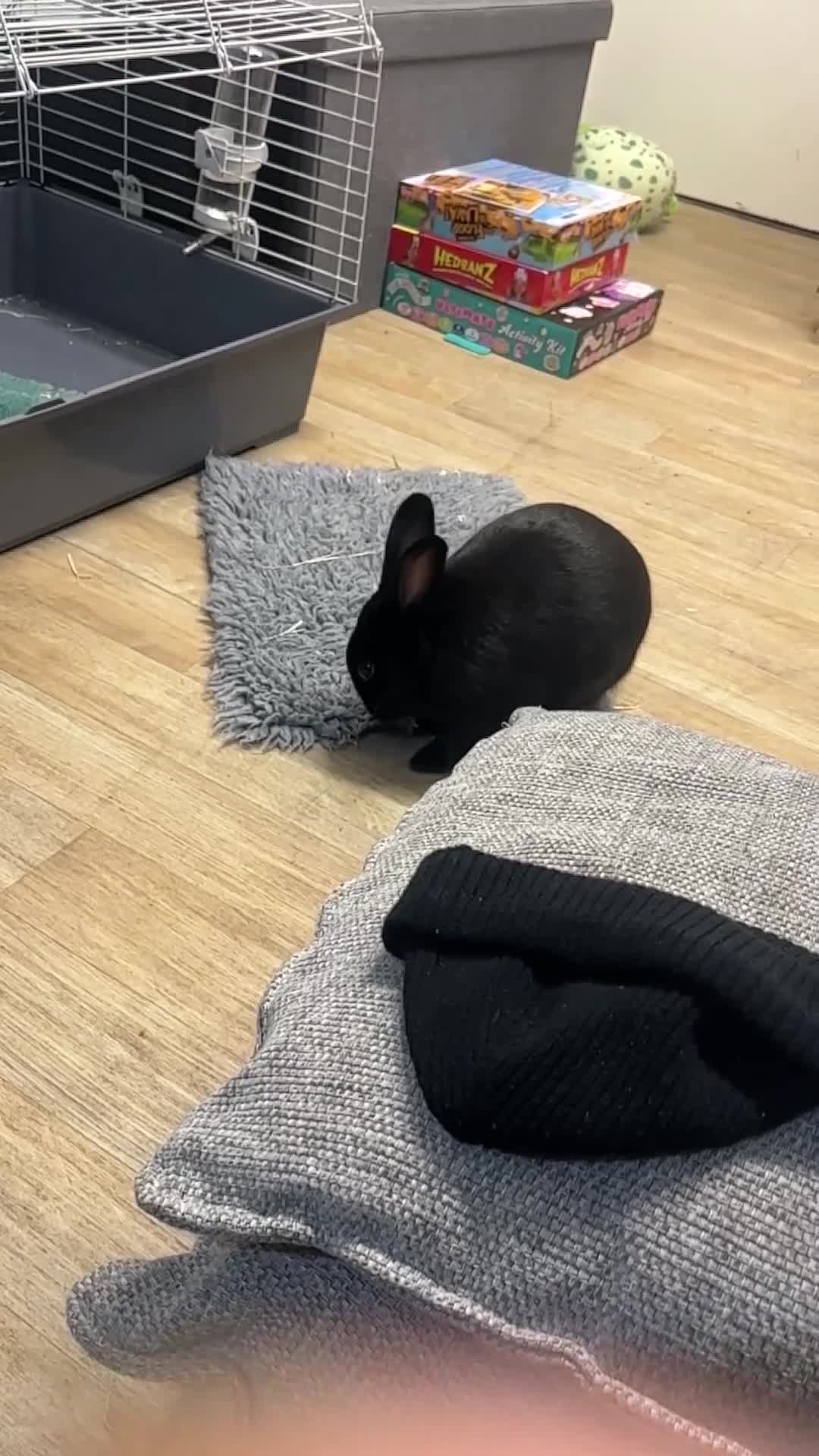 Rex rabbits for sale: Rex rabbit  in Birmingham - Video 2