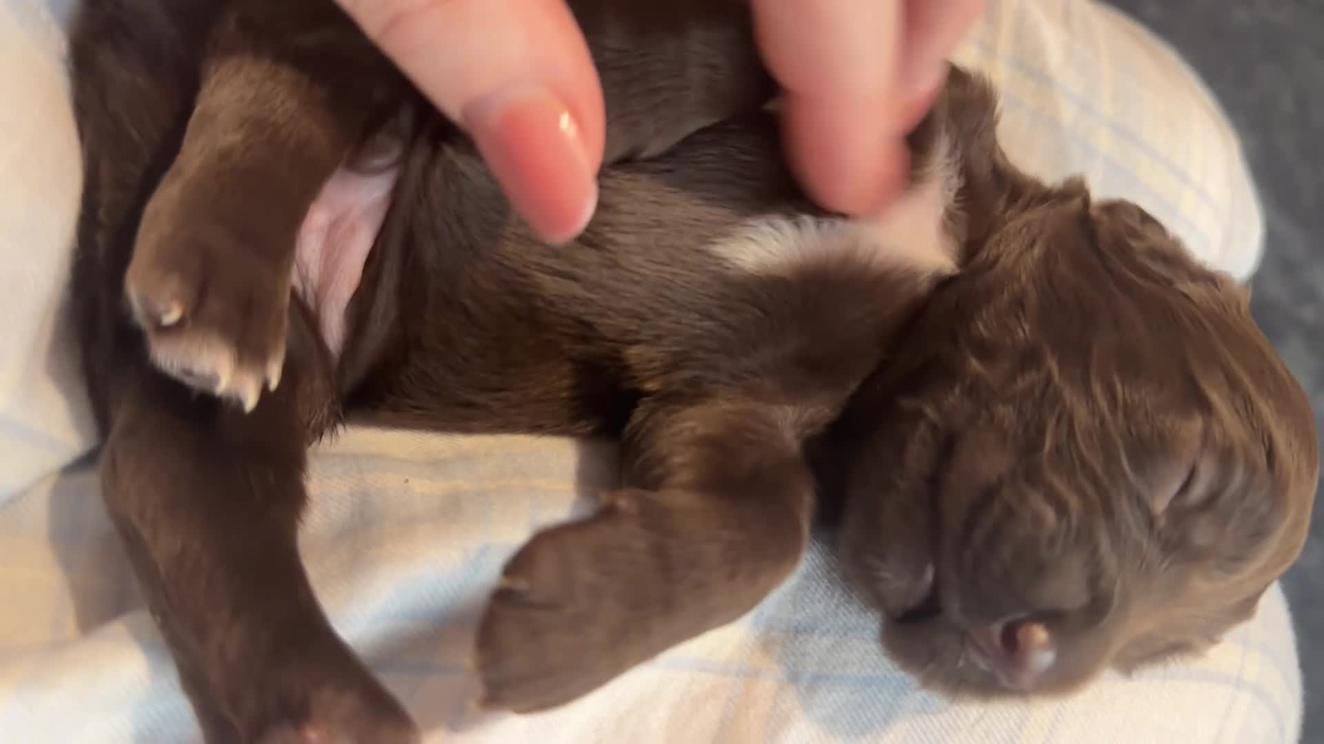 Sprocker dogs for sale: Adorable Sprocker puppies  - Video 2