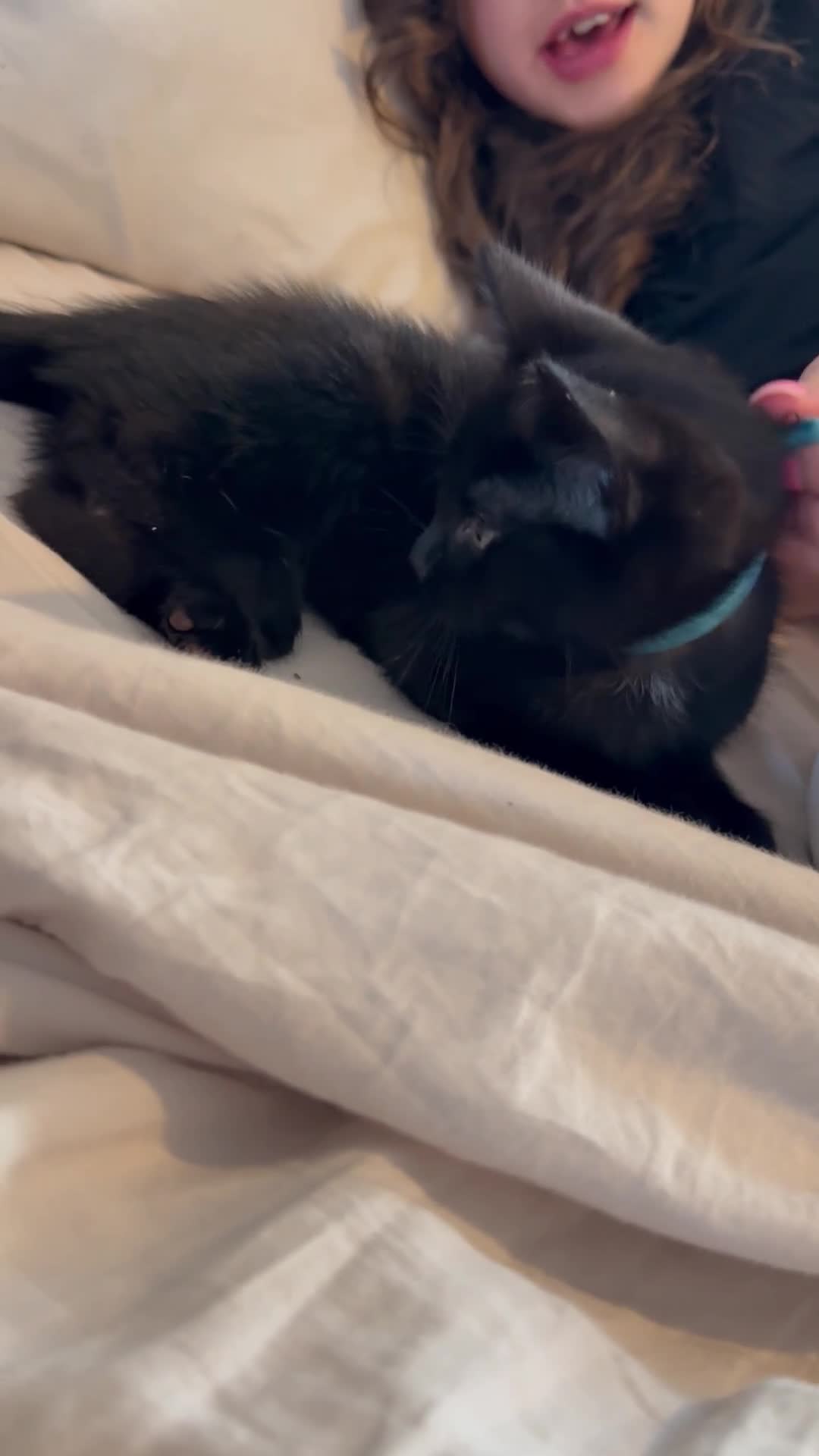 Ragdoll cats for sale: Ragdoll X boy  - Video 1