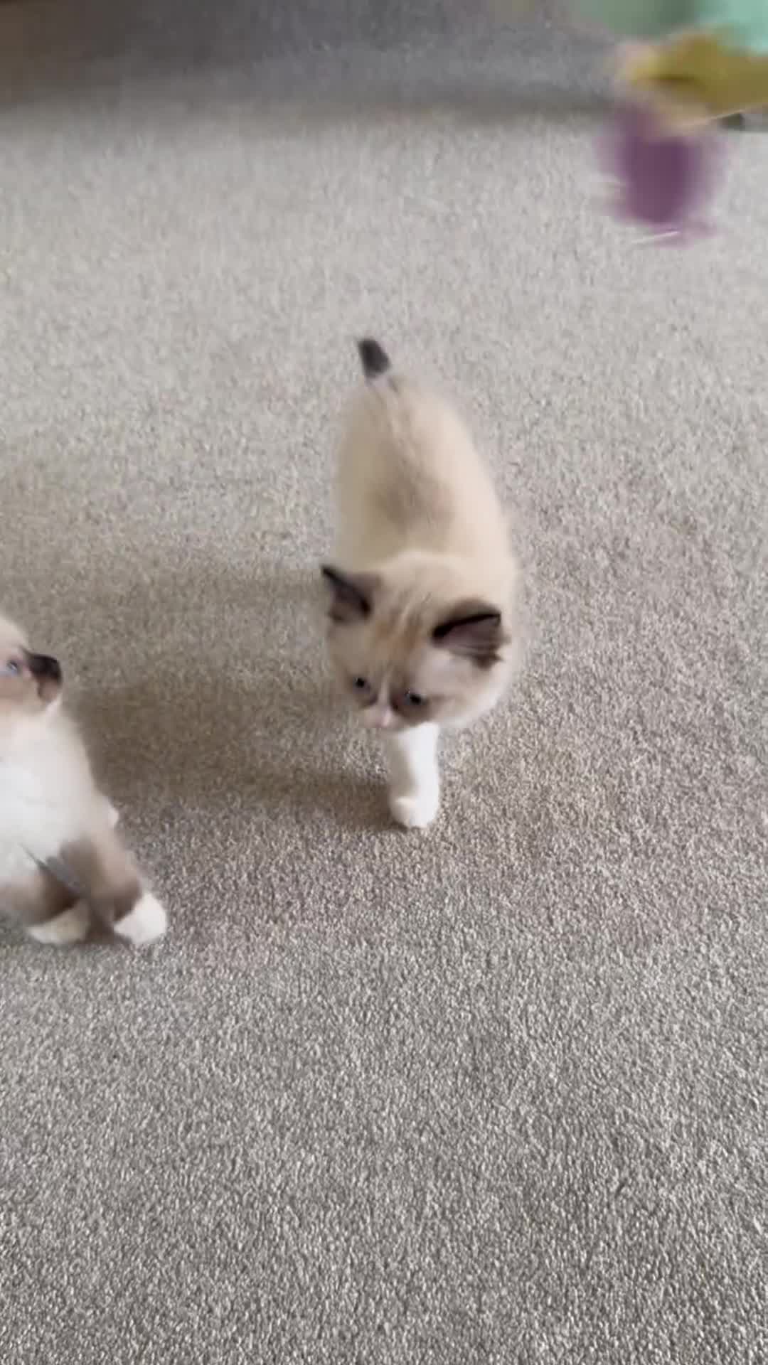 Ragdoll cats for sale: Stunning  ragdoll kittens boy available  - Video 1