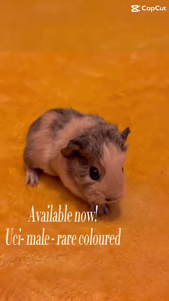 Guinea Pig rodents for sale: Available now gorgeous babies  - Video 3