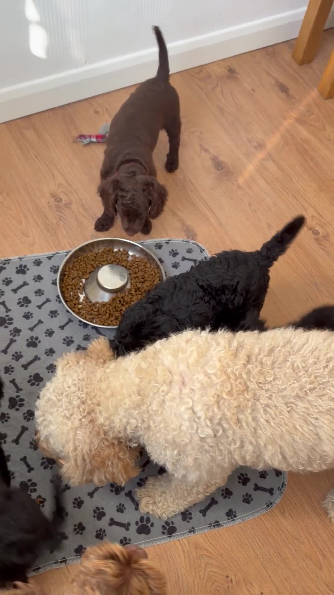 Cockapoo dogs for sale: Gorgeous Cockerpoo-Cross puppies, Mum+Dad our pets - Video 2