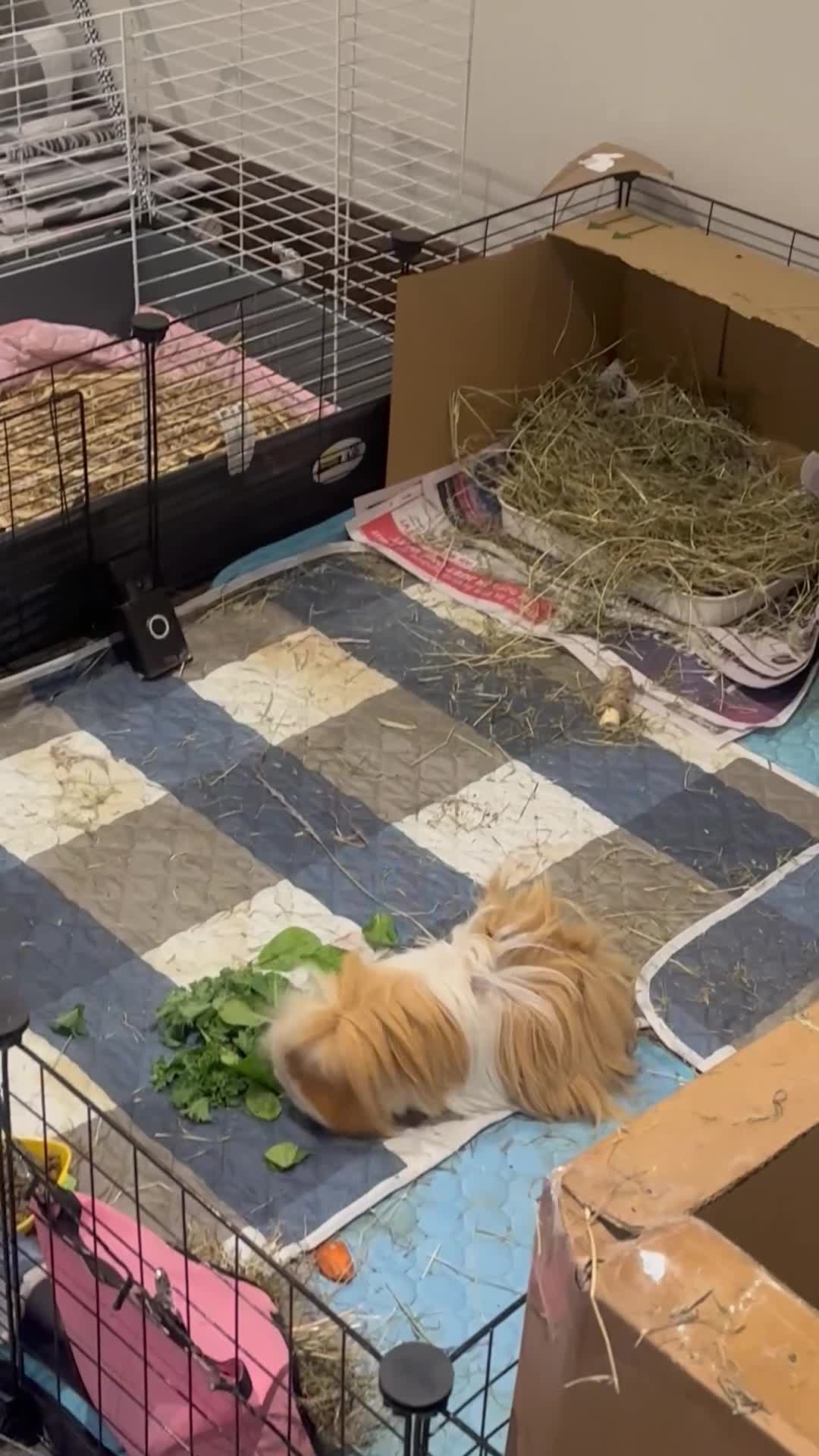 Guinea Pig rodents for sale: Long haired male Guinea pig  in Bradford - Video 2